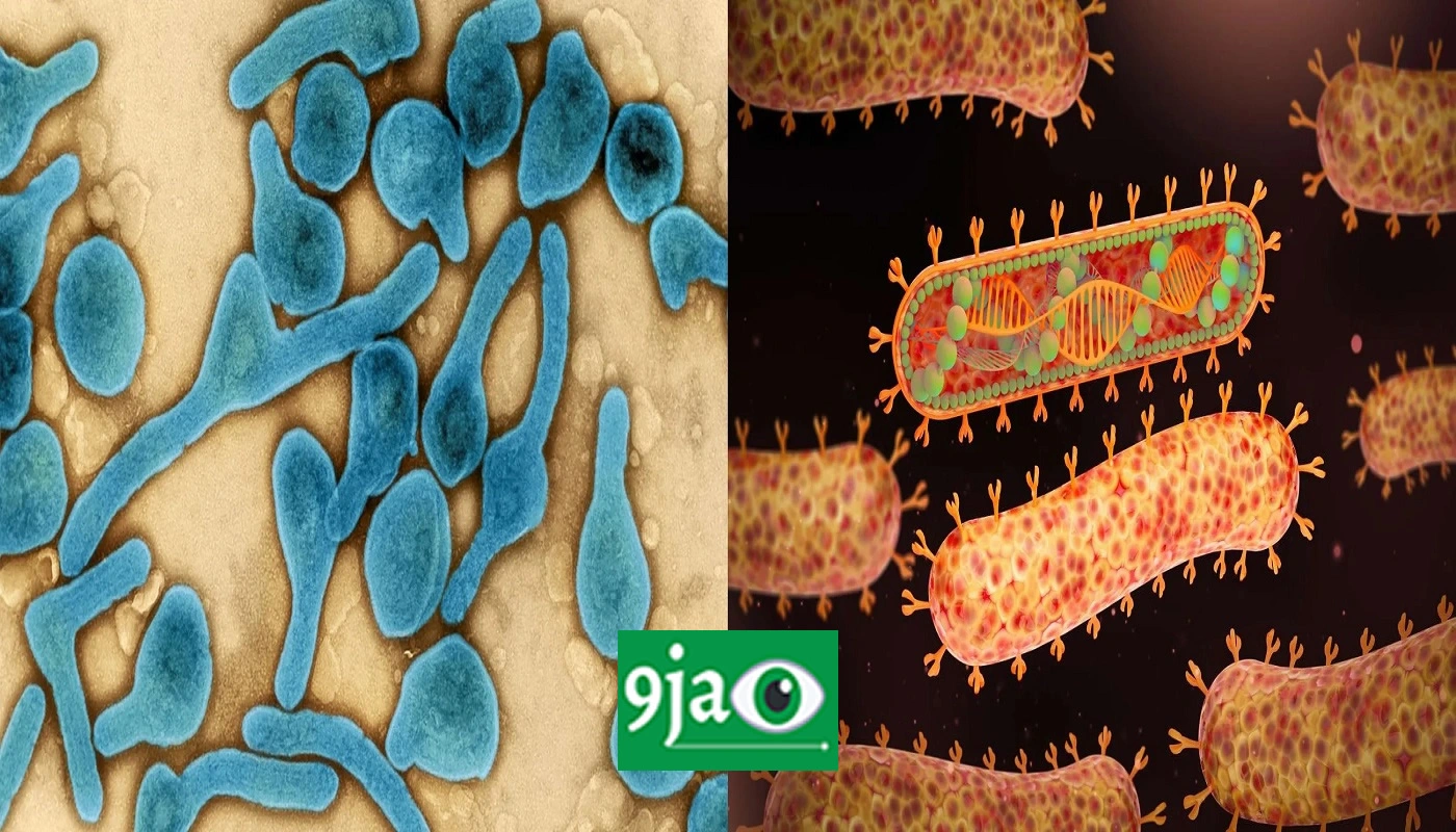 Marburg Virus: Rwanda Battles First-Ever Outbreak